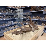 Mangrovehout XL (65-90 cm) B