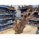 Mangrovehout XL (65-90 cm) F