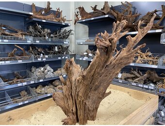 Mangrovehout XL (65-90 cm) F