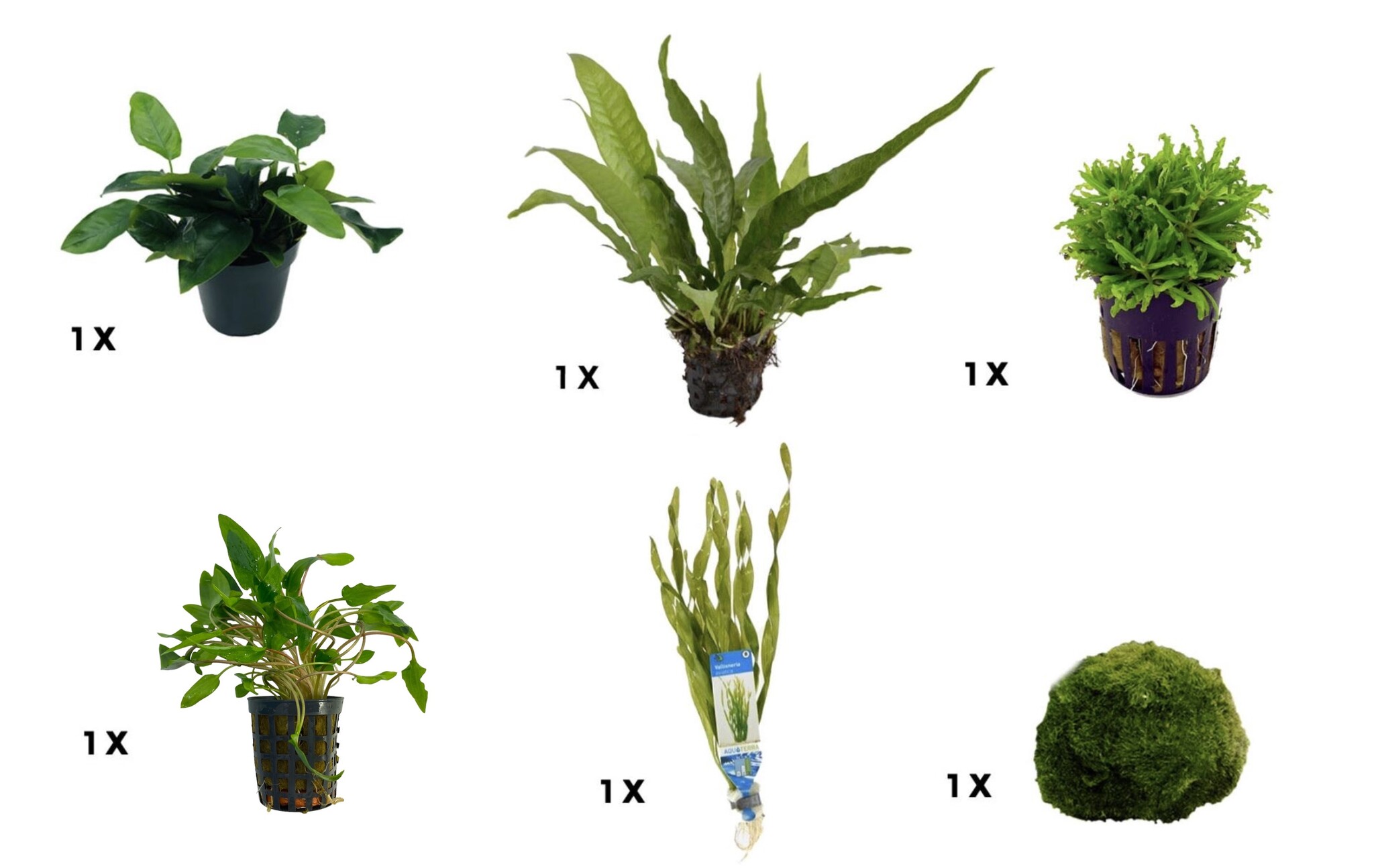 Plantenpakket Small 2