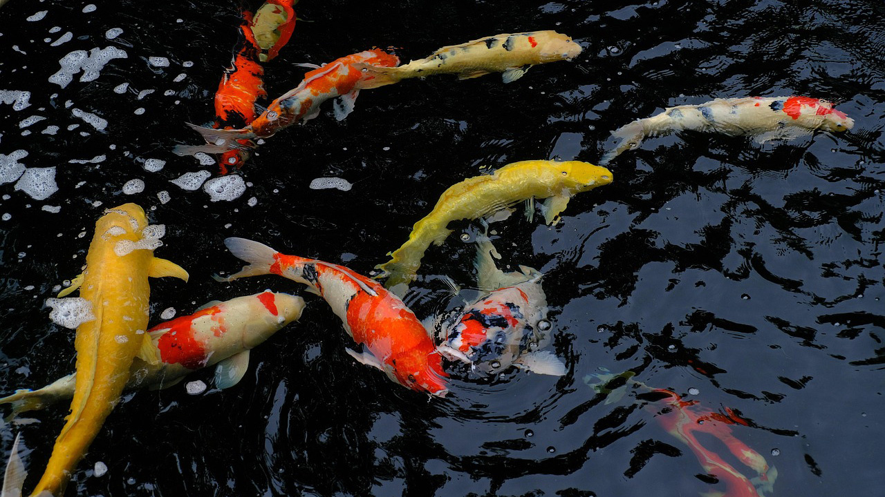 Vijveronderhoud in de herfst en winter: tips voor een gezonde vijver tijdens koude dagen