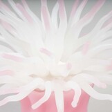 Kunstplant Anemoon met Zuignap Roze