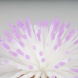 Kunstplant Anemoon Wit