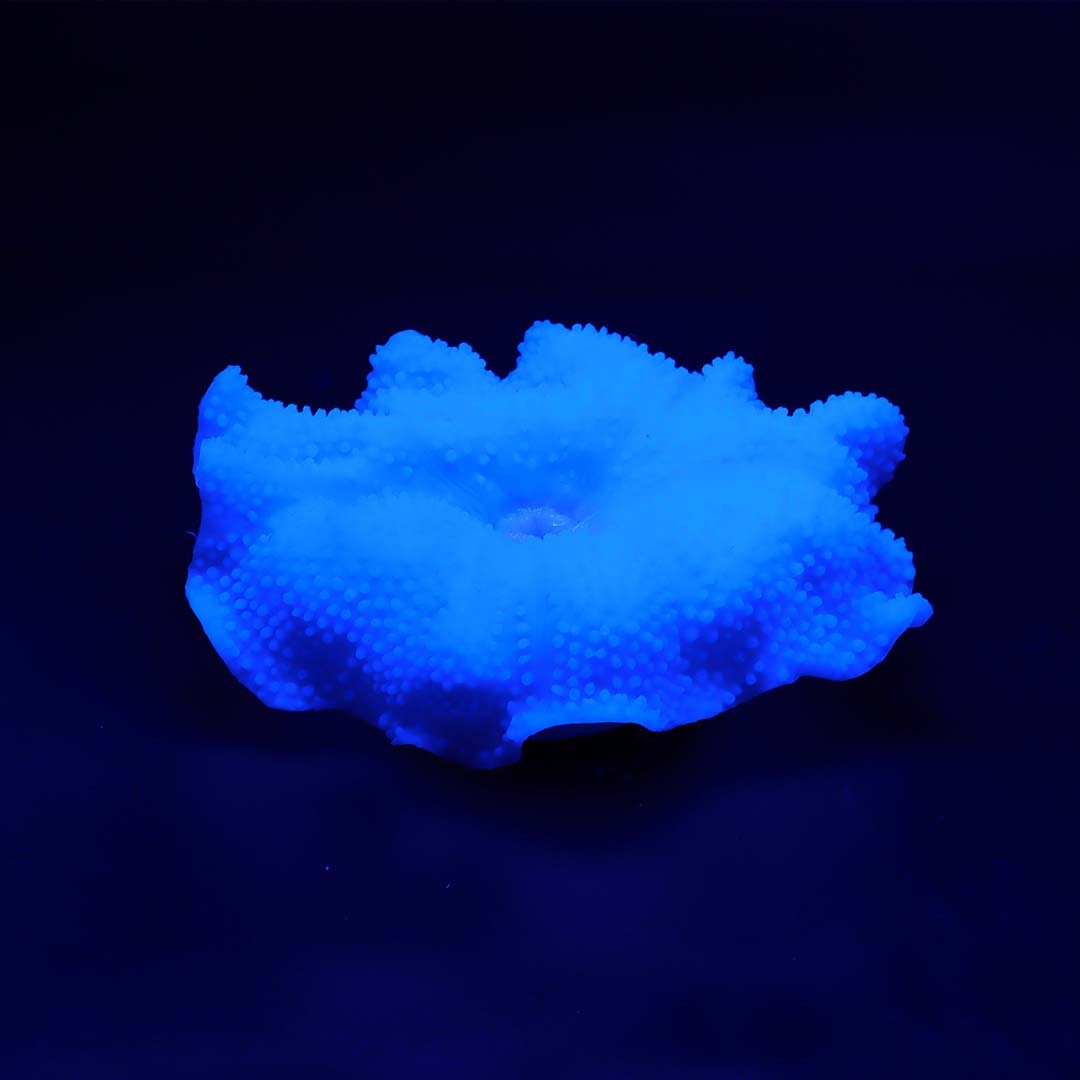 Kunstplant Anemoon Tapijt Blauw