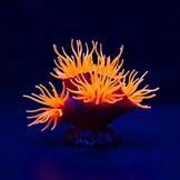 Kunstplant Euphyllia Oranje