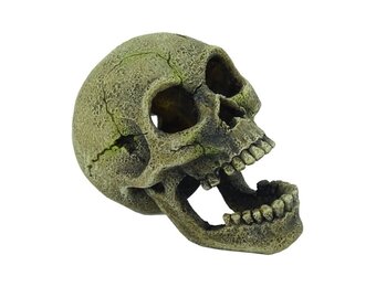 Blue Belle Pacific Creepy 9cm