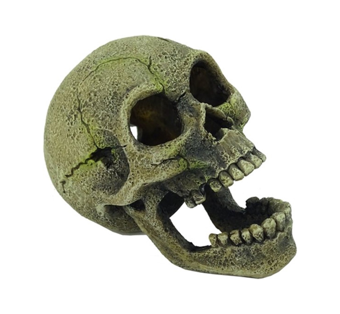 Blue Belle Pacific Creepy 9cm