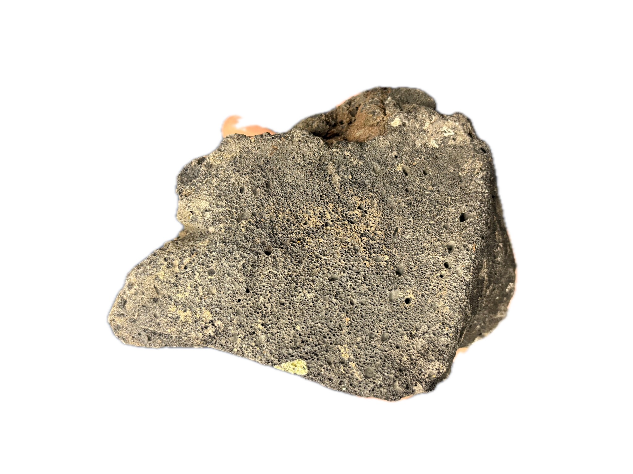 Premium Lava Black M – 15–20 cm (1 stuk)