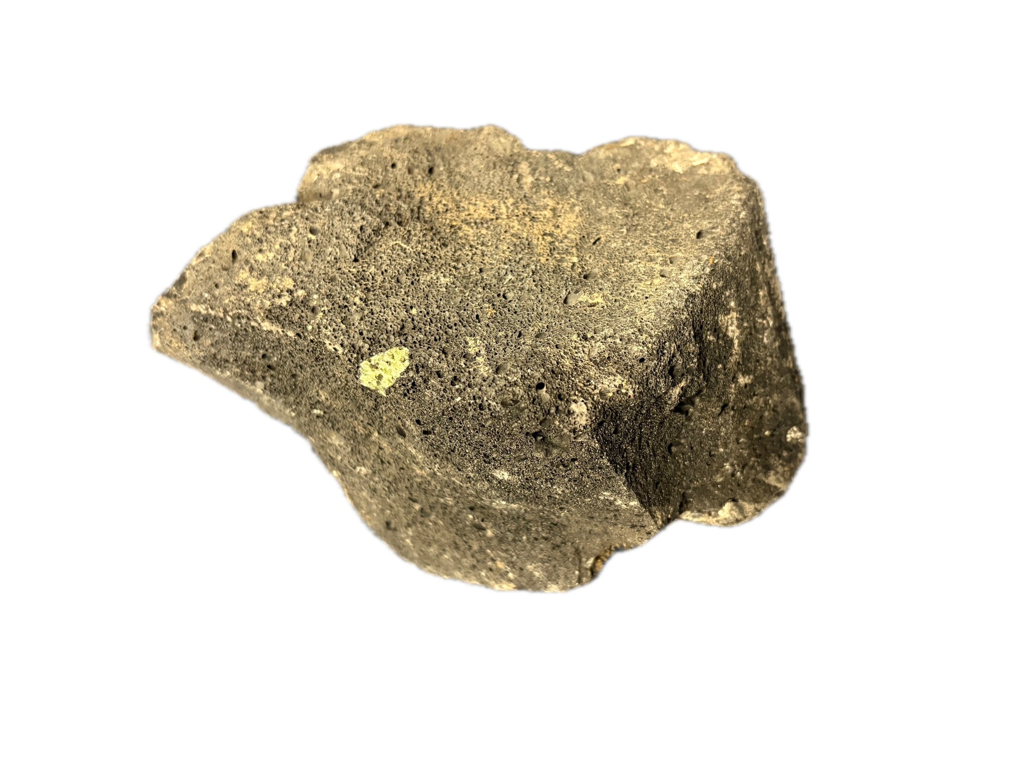 Premium Lava Black M – 15–20 cm (1 stuk)