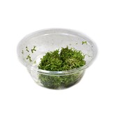 Riccia Fluitans in-vitro