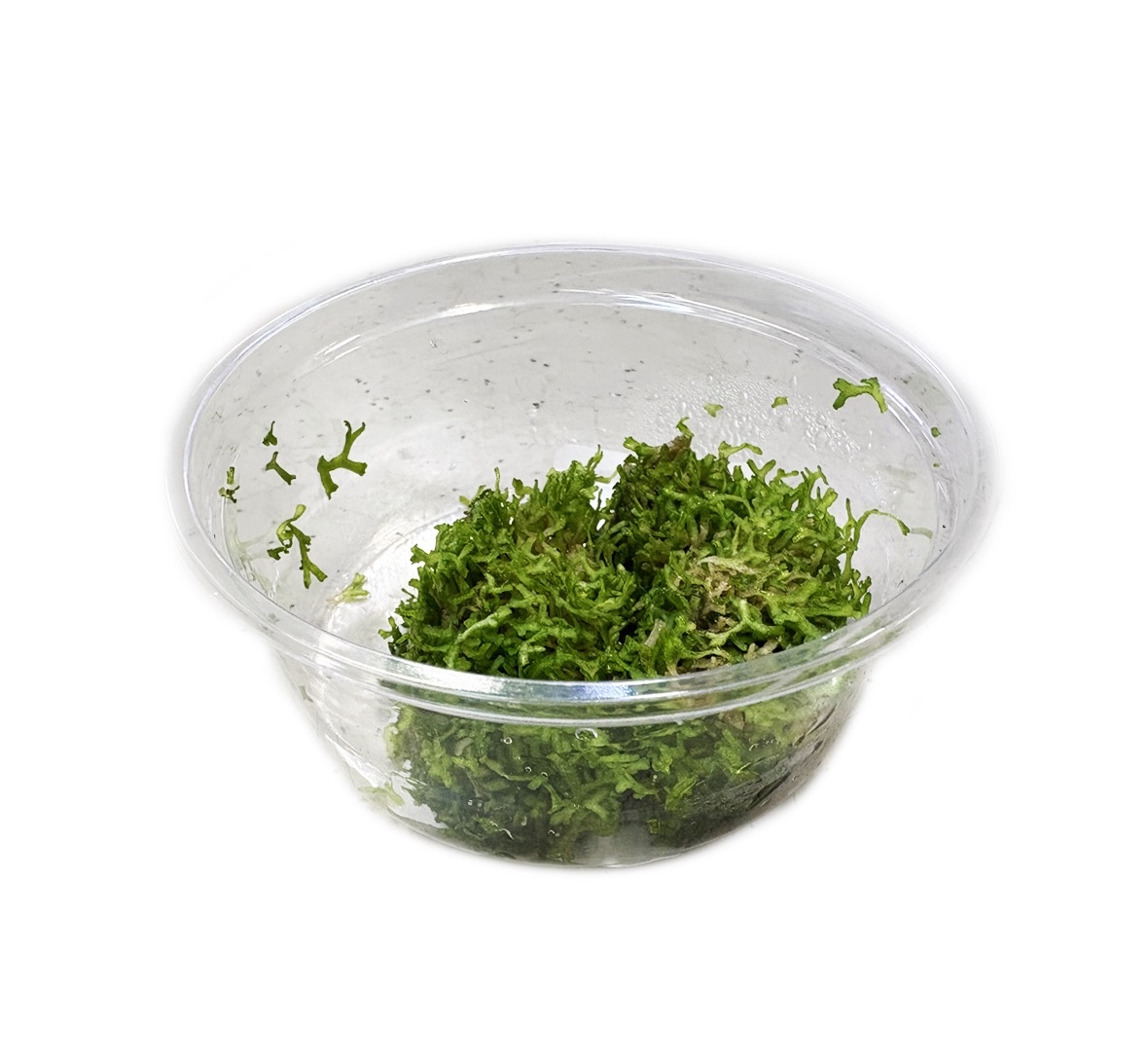 Riccia Fluitans in-vitro