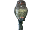 Bird Small Owl