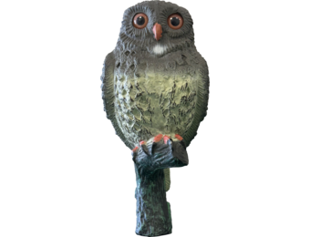 Bird Small Owl