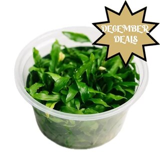 Waterplanten invitro 4 halen = 3 betalen!