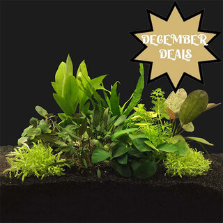 Plantenpakketten – Complete sets voor elk aquariumtype