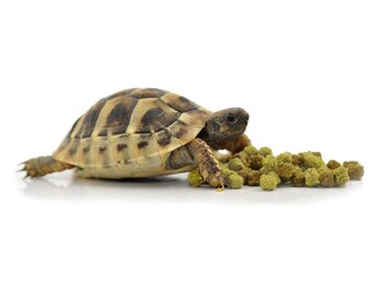 Voer voor Landschildpad Fruit en Bloemen 800g