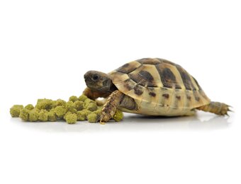 Voer voor Landschildpad Banana 400g