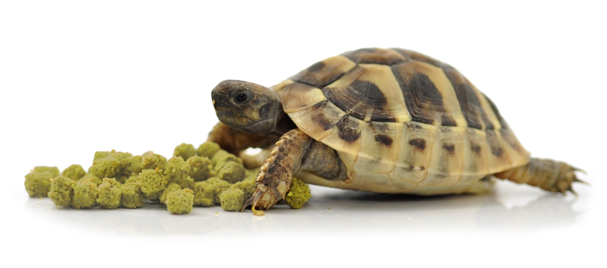 Voer voor Landschildpad Banana 400g