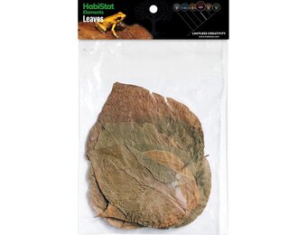 Dadap Bladeren 10 stuks