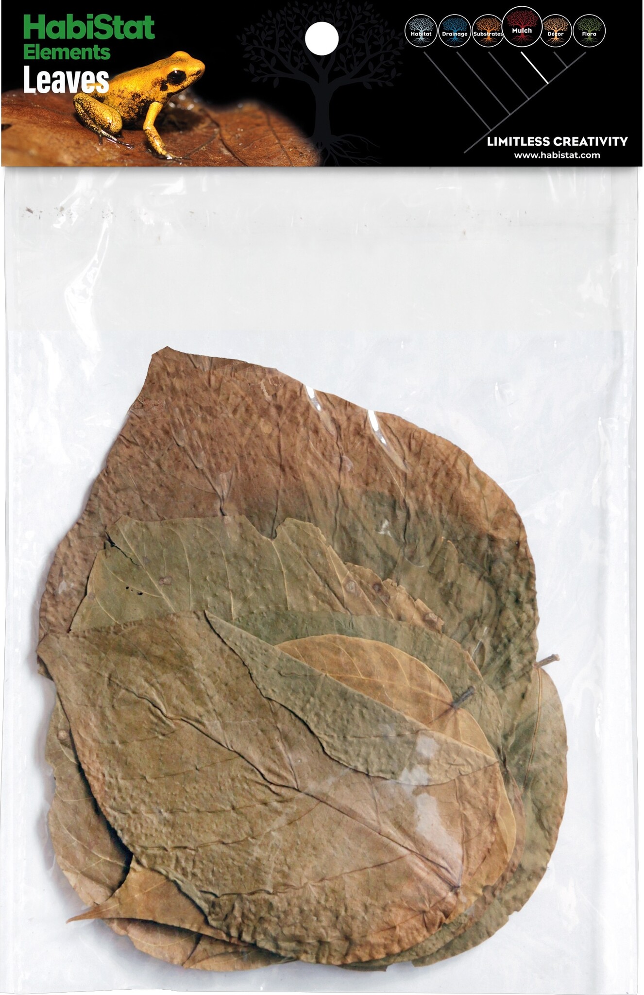 Dadap Bladeren 10 stuks