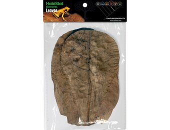 Catappa Bladeren 10 stuks