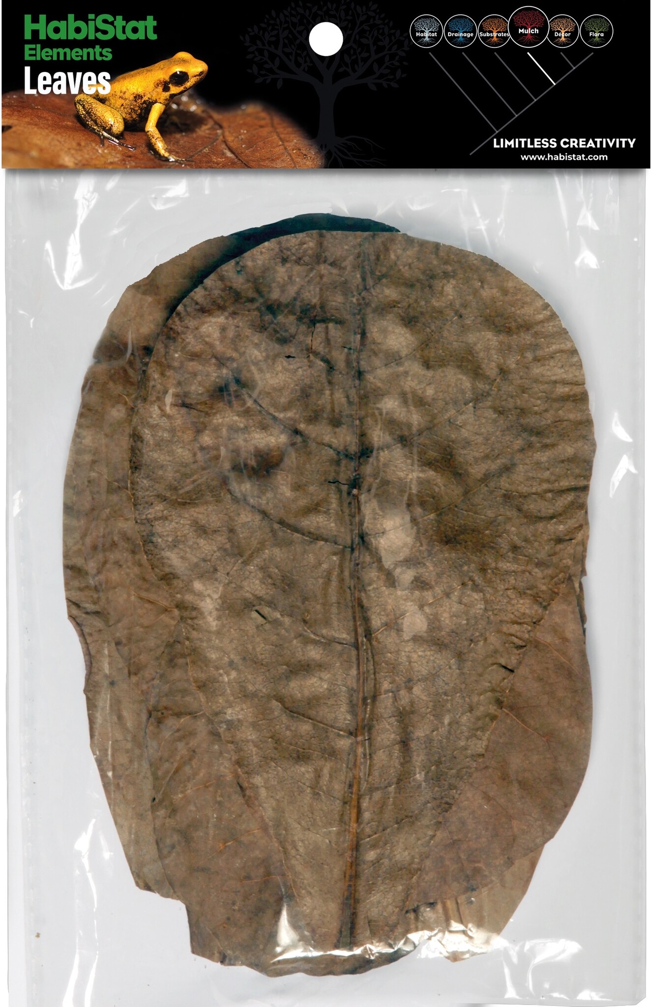 Catappa Bladeren 10 stuks