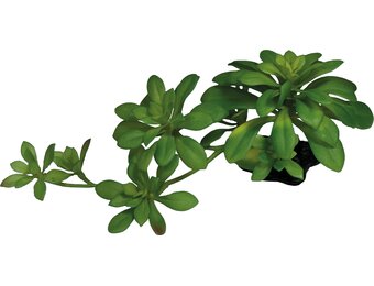 Terrarium Kunstplant Succulent Green XL