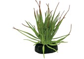 Terrarium Kunstplant Tillandsia Ion