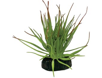 Terrarium Kunstplant Tillandsia Ion