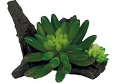 Terrarium Kunstplant Succulent On Deco