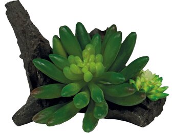 Terrarium Kunstplant Succulent On Deco