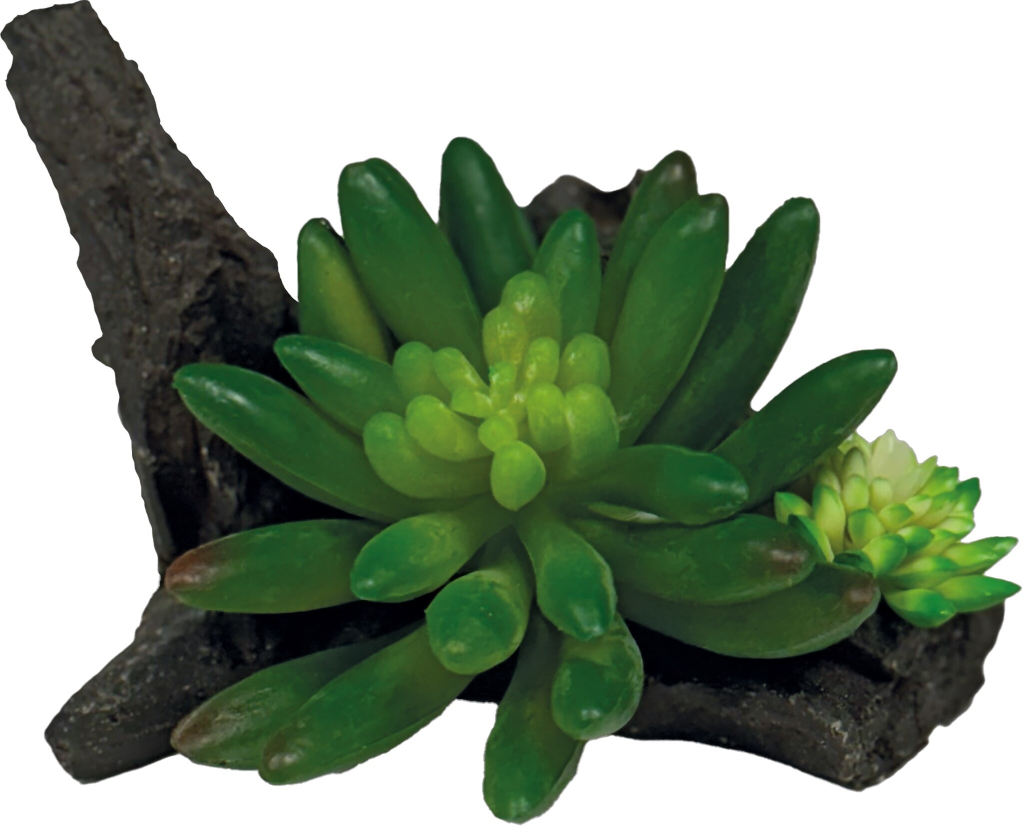 Terrarium Kunstplant Succulent On Deco