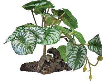 Terrarium Kunstplant op Decoratie Begonia