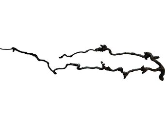 Terrarium Beard Wood Tak 60-80cm