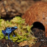 Terrarium Kokosnootgrot Schuiplaats