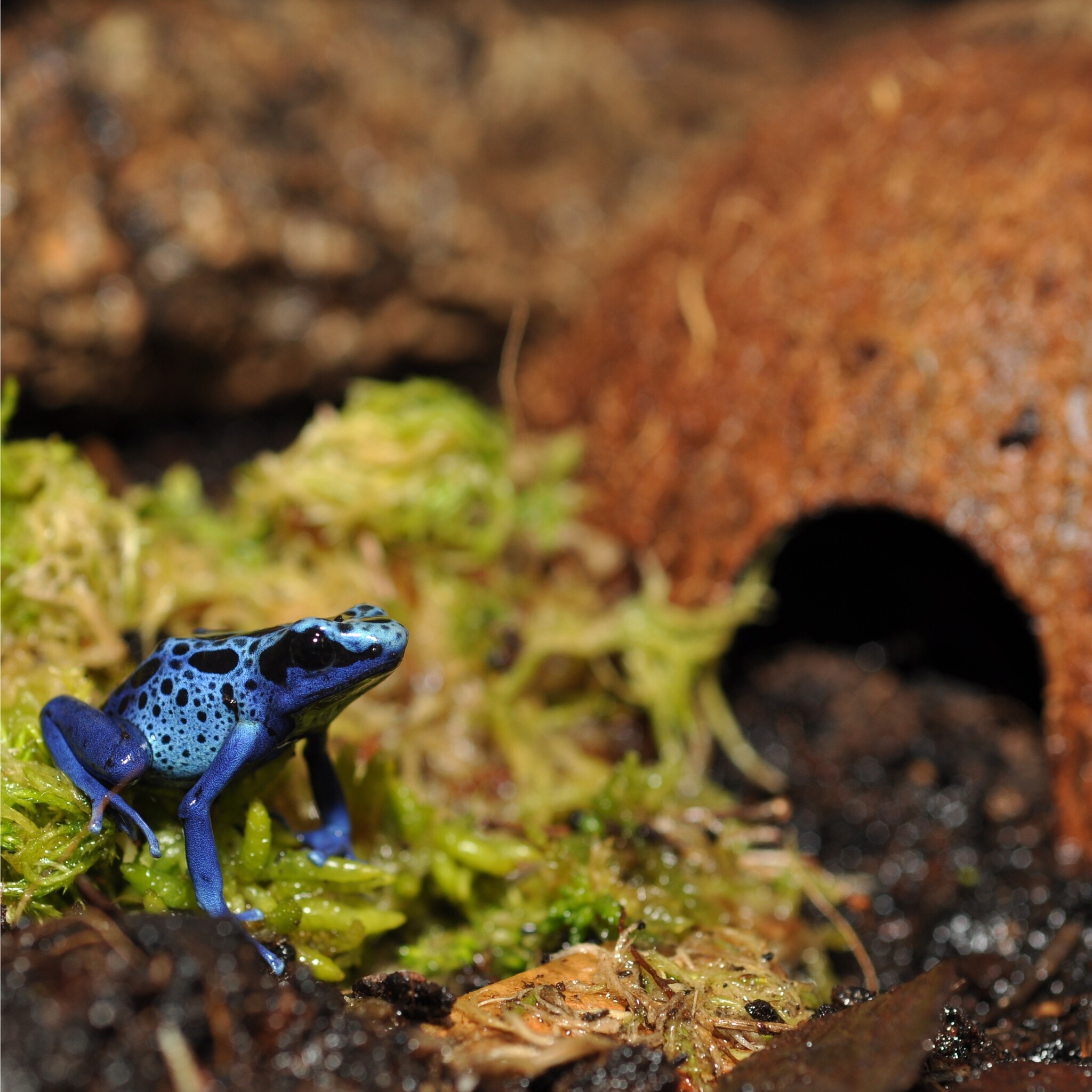 Terrarium Kokosnootgrot Schuiplaats