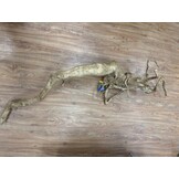 Selected Spider Wood Jumbo 100x150 C