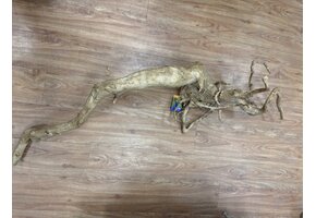 Selected Spider Wood Jumbo 100x150 C