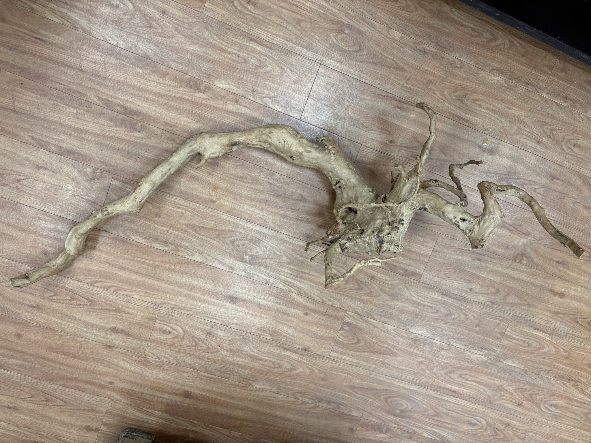 Selected Spider Wood Jumbo 100x150 C