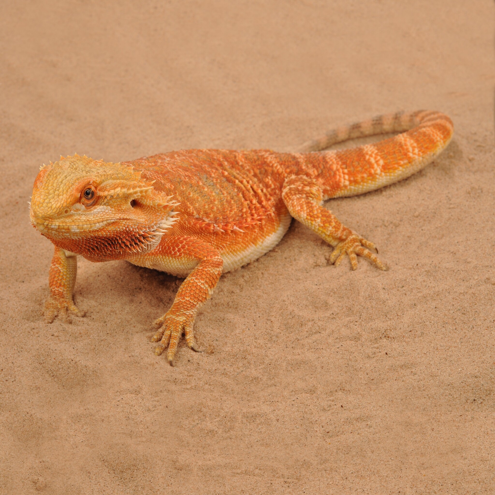 Terrarium Substraat Repti-Sand Natural 5kg