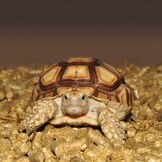 Terrarium Substraat Repti-Turf 5L