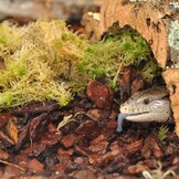 Terrarium Substraat Orchideen Schors Grof 10L