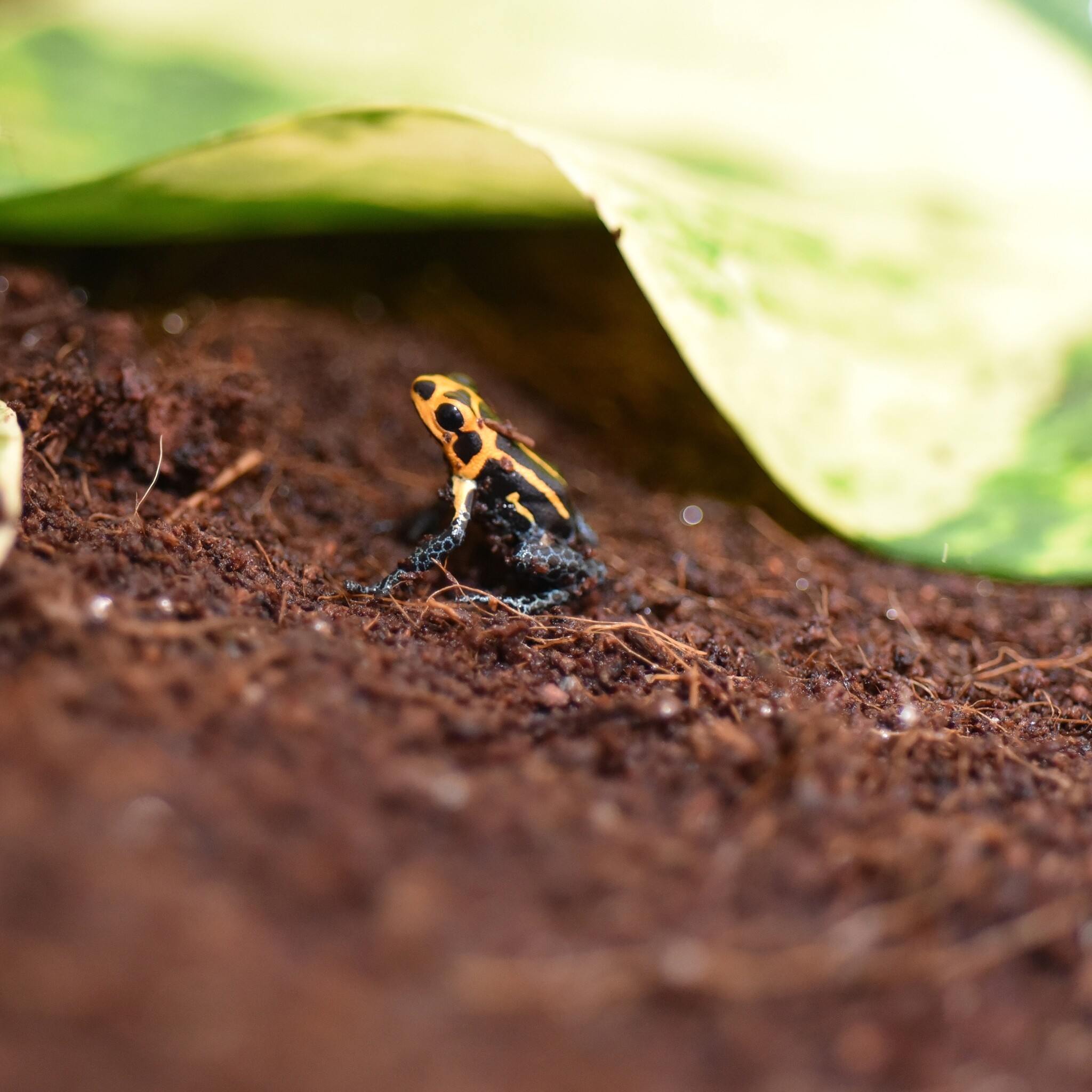 Terrarium Substraat Kokos 650g
