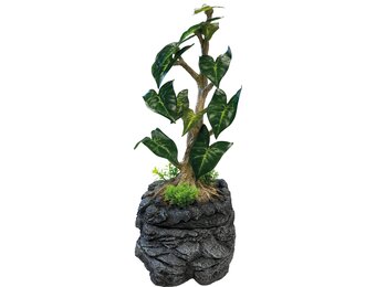 Terrarium Water Dripping Tree