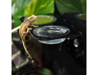 Arboreal Feeding Ledge Vervangcups 10 stuks