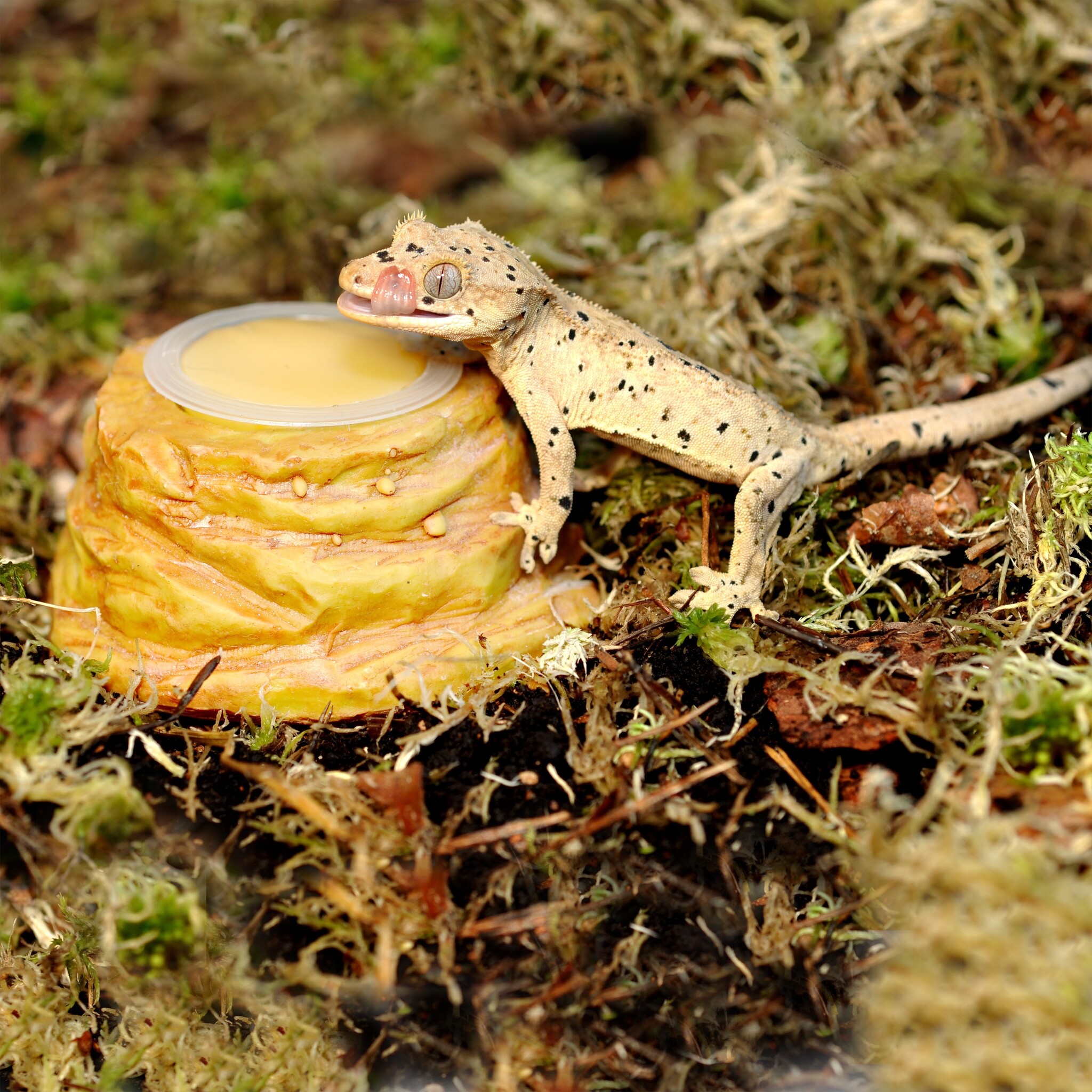 Sandstone Jelly Pot Houder