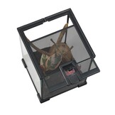 Mini Terrarium 20x20x30cm