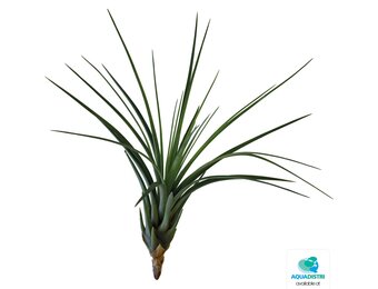 Tillandsia Melanocrater Tricolor