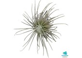 Tillandsia Magnusiana