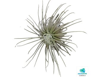 Tillandsia Magnusiana